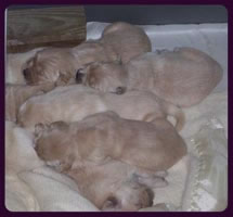 tangleloftgoldens.com pups