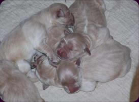 tangleloft goldens nancy buzz pups