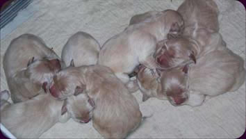 tangeloft goldens nancy pups