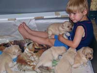tangleloftgoldens.com pups6