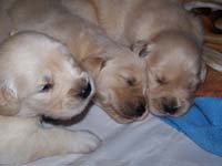 tangleloftgoldens.com pups1