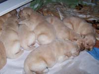 tangleloftgoldens.com pups2