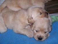 tangleloftgoldens.com pups3