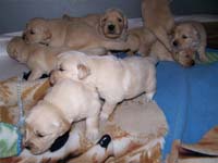 tangleloftgoldens.com pups4