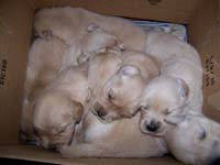 tangleloftgoldens.com pups5