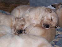 tangleloftgoldens.com pups6