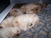 tangleloftgoldens.com pups4