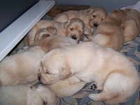 tangleloftgoldens.com pups5