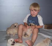 tangleloftgoldens.com ace and pups2