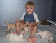 tangleloftgoldens.com ace and pups 3