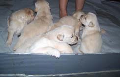 tangleloftgoldens.com pups2