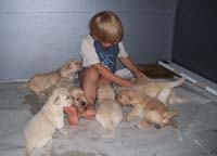 tangleloftgoldens.com ace and pups 4