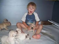 tangleloftgoldens.com