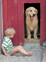 tangleloftgoldens.com buzz and ace3