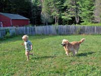 tangleloftgoldens.com buzz and ace5