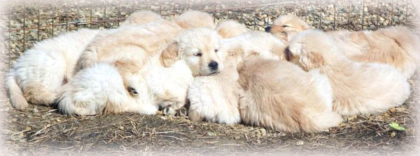 ckpups