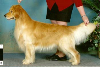 tangleloft goldens gibson