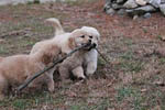 hh pups with stick
