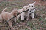 hh pups2 with stick