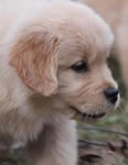 hh pup