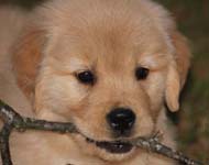 hh head shot