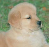 hh pup headshot