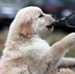 hh one pup with stick