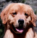 tangleloft goldens hooch head shot