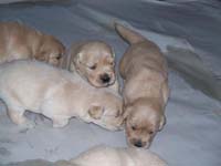 tangleloftgoldens.com pups1