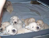 tangleloftgoldens.com pups 3