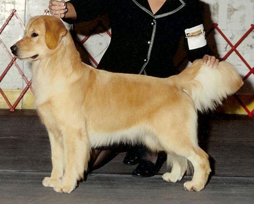 Tangleloft Goldens Nancy