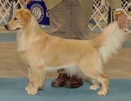 Tangleloft Goldens - CH Sandspur Summit The Whole Enchilada - Nancy