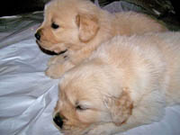tangleloftgoldens.com pups3