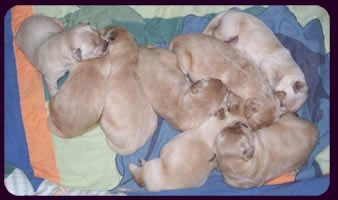 tangleloftgoldens.com pups