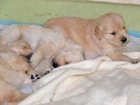 tangleloftgoldens.com pups1