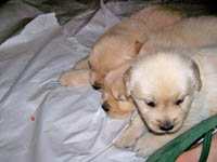 tangleloftgoldens.com pups2