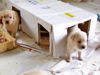 tangleloftgoldens.com pups2