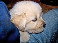 tangleloftgoldens.com pups3