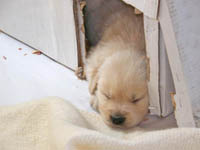 puppy