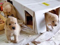 tangleloftgoldens.com pups4