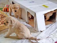 tangleloftgoldens.com pups5