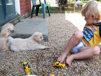 tangleloft goldens pups1