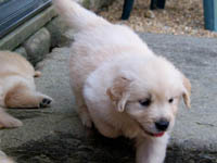 tangleloft goldens pups2
