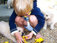 tangleloft goldens pups3