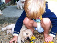 tangleloft goldens pups4