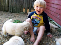 tangleloft goldens pups5