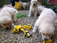 tangleloft goldens pups6