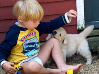 tangleloft goldens pups7