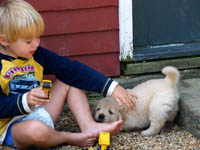 tangleloft goldens pups8