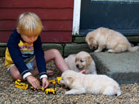 tangleloft goldens pups9